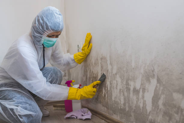 Best Emergency Mold Removal  in Hagerstown, MD