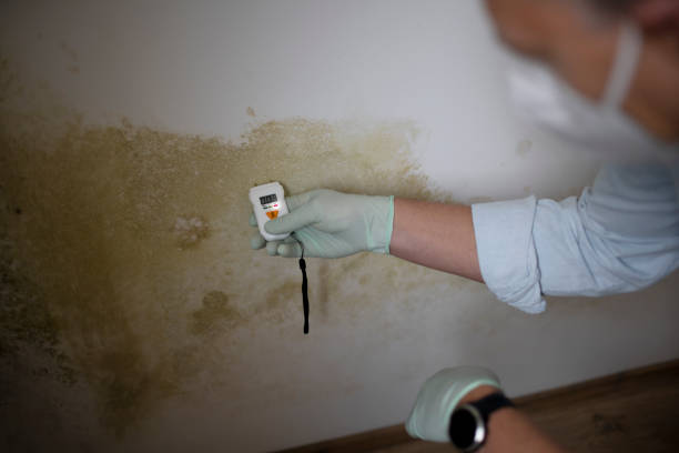 Best Mold Remediation  in Hagerstown, MD