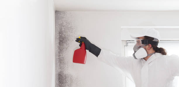 Best Mold Removal Company Near Me  in Hagerstown, MD