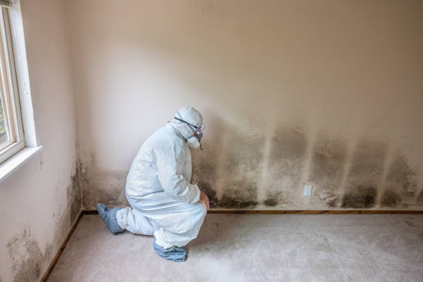 Best Mold Testing  in Hagerstown, MD