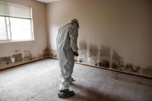 Best Certified Mold Removal  in Hagerstown, MD