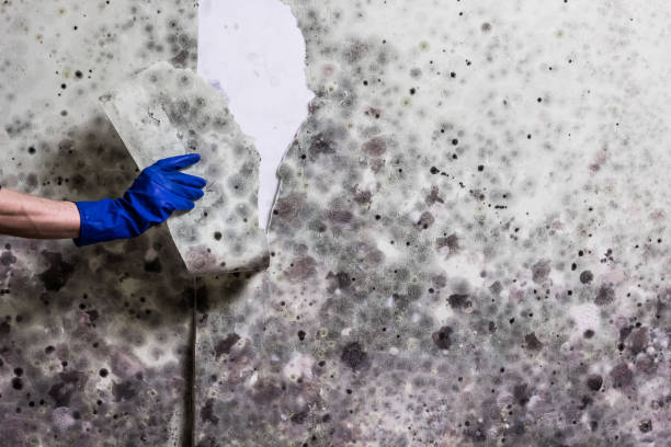 Best Commercial Mold Removal  in Hagerstown, MD
