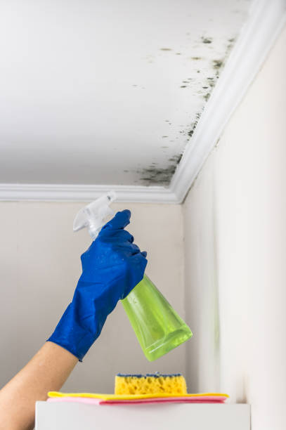 Attic Mold Removal in Hagerstown, MD