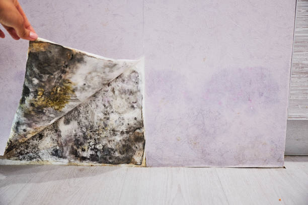 Professional Mold Removal in Hagerstown, MD